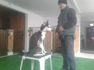 Dresaj canin