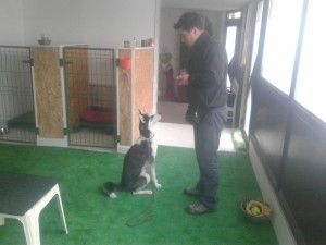 Dresaj canin