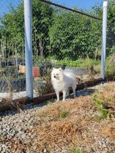 Pensiune canina