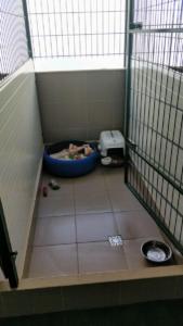 Pensiune canina