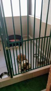 Pensiune canina
