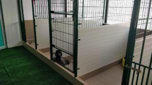 Pensiune canina