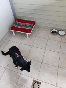 Pensiune canina