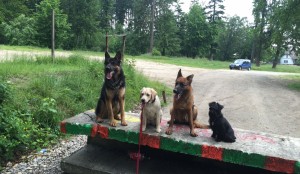 Dresaj canin